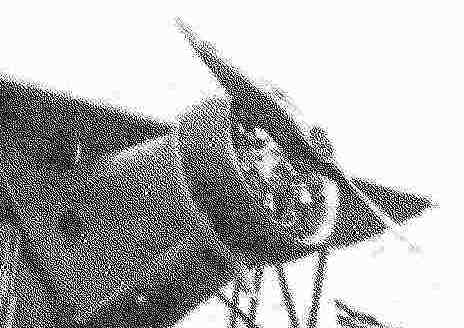 LKOD-2
